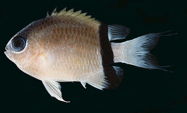 Слика од Pycnochromis retrofasciatus (Weber 1913)