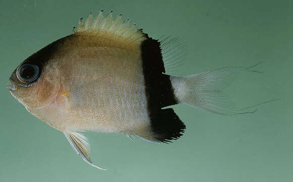 Слика од Pycnochromis retrofasciatus (Weber 1913)