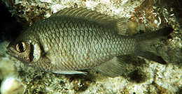 Image of Weber's chromis