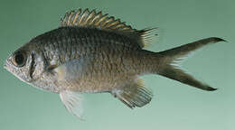 Image of Weber's chromis