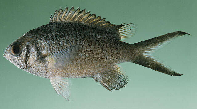 Image of Weber's chromis