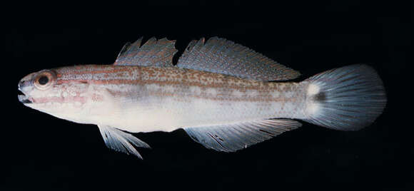 Image of Buan goby