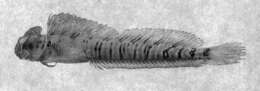 Plancia ëd Alticus arnoldorum (Curtiss 1938)