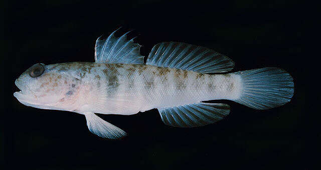 Image of Inexplicable shrimpgoby