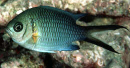 Chromis xanthochira (Bleeker 1851)的圖片