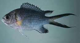 Chromis xanthochira (Bleeker 1851)的圖片