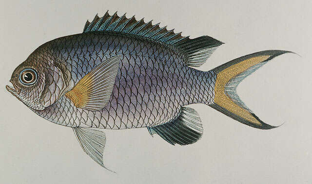 Chromis xanthochira (Bleeker 1851)的圖片