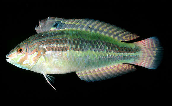 Image of Schwatz&#39;s wrasse