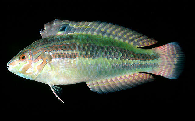 Image of Schwatz&#39;s wrasse