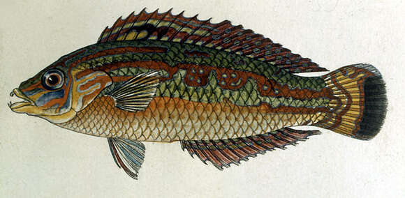 Image of Schwatz&#39;s wrasse