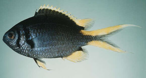 Image of Pale-tail chromis