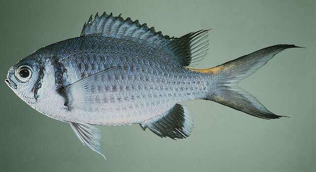 Image of Pale-tail chromis