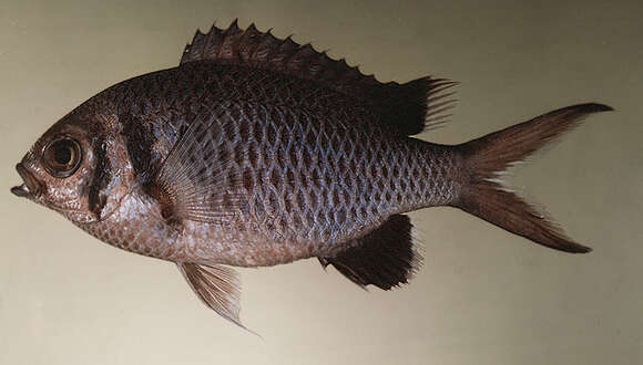 Image of Pale-tail chromis