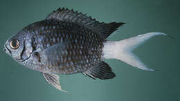 Image of Pale-tail chromis