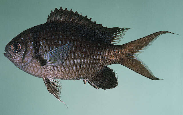 Image of Pale-tail chromis