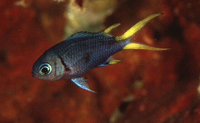 Image of Pale-tail chromis