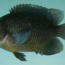 Image of Biglip damselfish