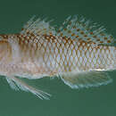 Image of Rimmed-scaled goby