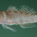 صورة Priolepis limbatosquamis (Gosline 1959)