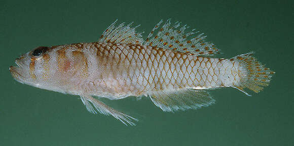 Image of Rimmed-scaled goby