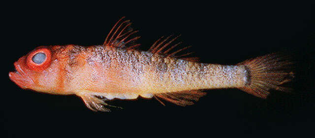 صورة Priolepis limbatosquamis (Gosline 1959)