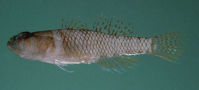 صورة Priolepis limbatosquamis (Gosline 1959)