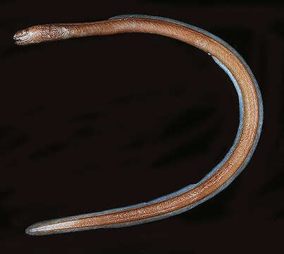 Image of Xenoconger