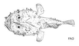 Image of Lophiodes beroe Caruso 1981