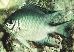 Image of White-belly damsel