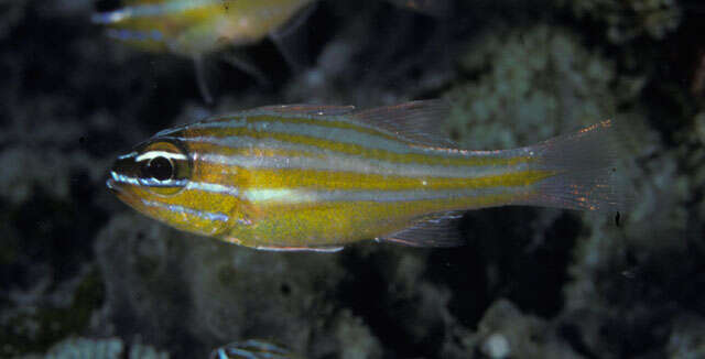 Image of Coral cardinalfish