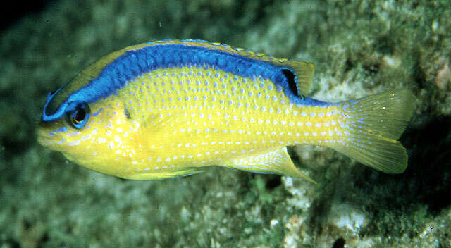 Image of Blueribbon damsel