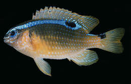 Image of Blueribbon damsel