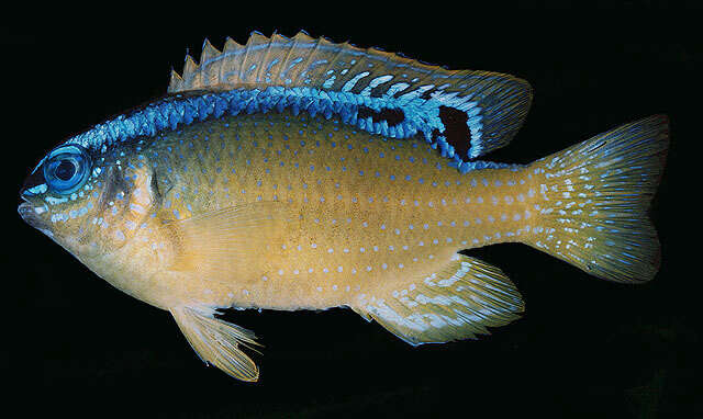 Image of Blueribbon damsel