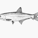 Image of Northern Gulf anchovy