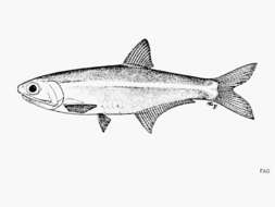 Image of Northern Gulf anchovy