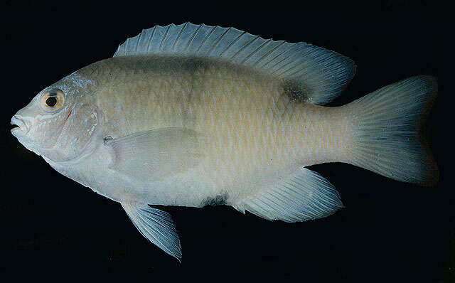 Image of White damselfish