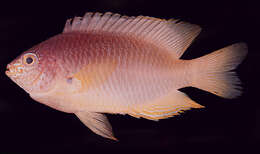 Image of Ambon damsel