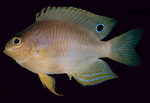 Image of Ambon damsel