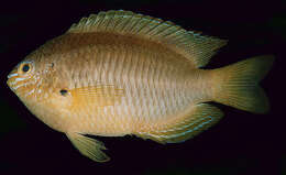 Image of Ambon damsel