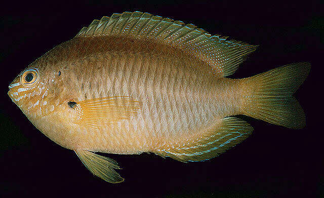 Image of Ambon damsel