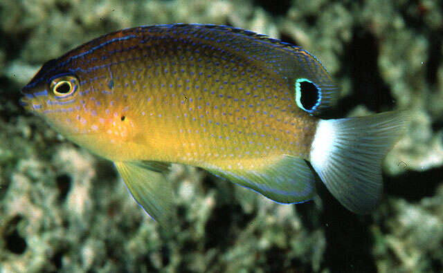 Image of Speckled damsel