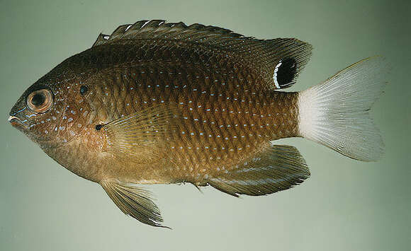 Image of Speckled damsel