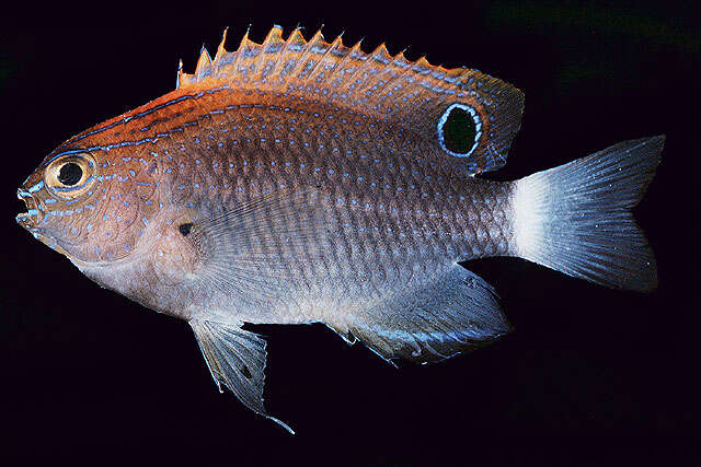 Image of Speckled damsel