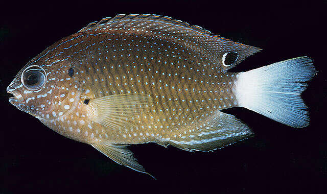 Image of Speckled damsel