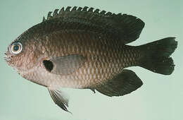 Image of Bar-finned damsel