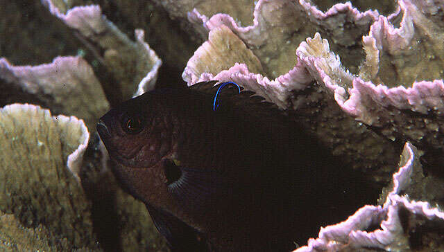 Image of Bar-finned damsel