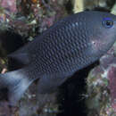 Image of Outer reef damsel
