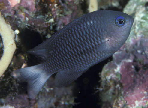 Image of Outer reef damsel