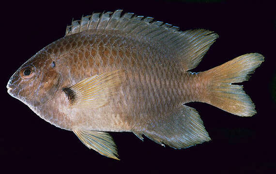 Image of Azurespt damselfish