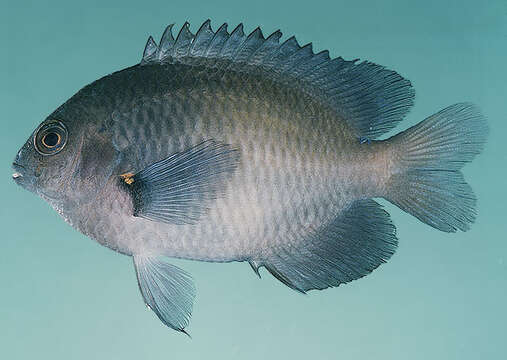 Image of Azurespt damselfish